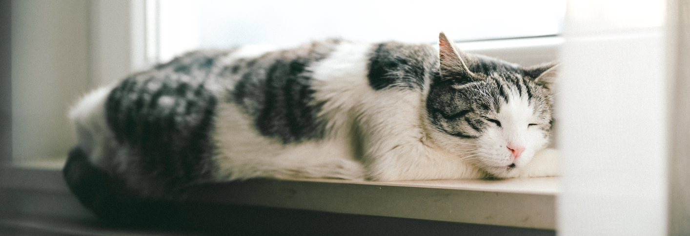 En katt som vilar sig i fönstret i värmen från ett element.