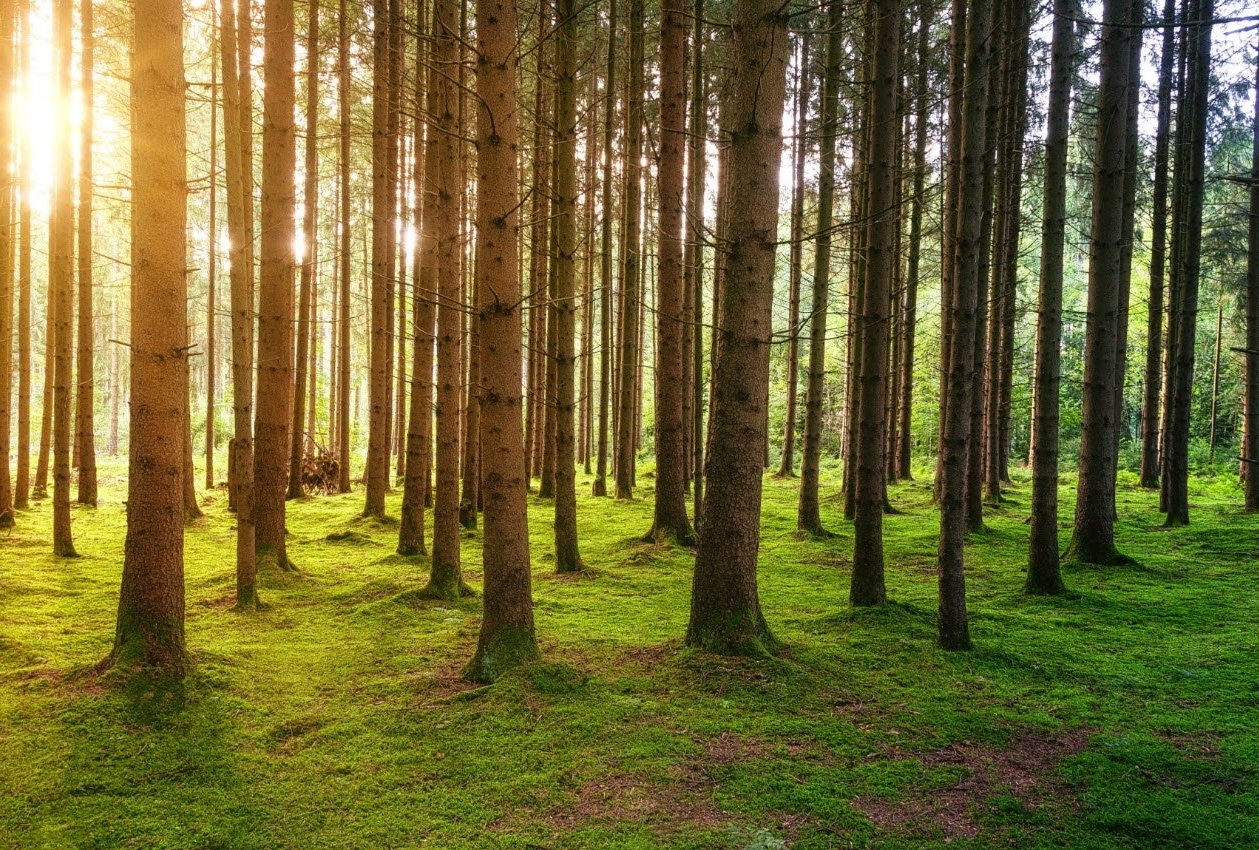 Skog i Händelöp.